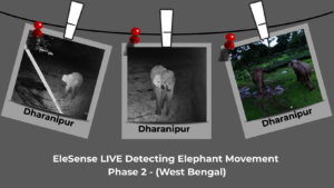 Elephants in Dharanipur - B&W-night, Colored-day