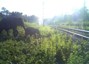 EleSense Helping A Herd Cross Safely