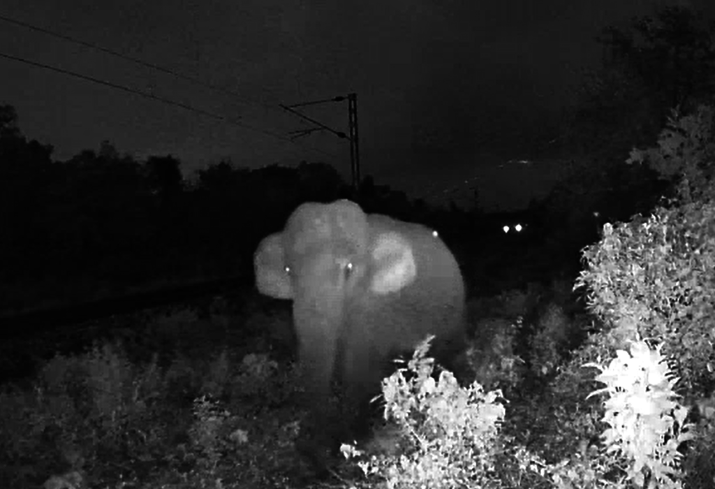 Tuskless bull approaches EleSense in Chapramari
