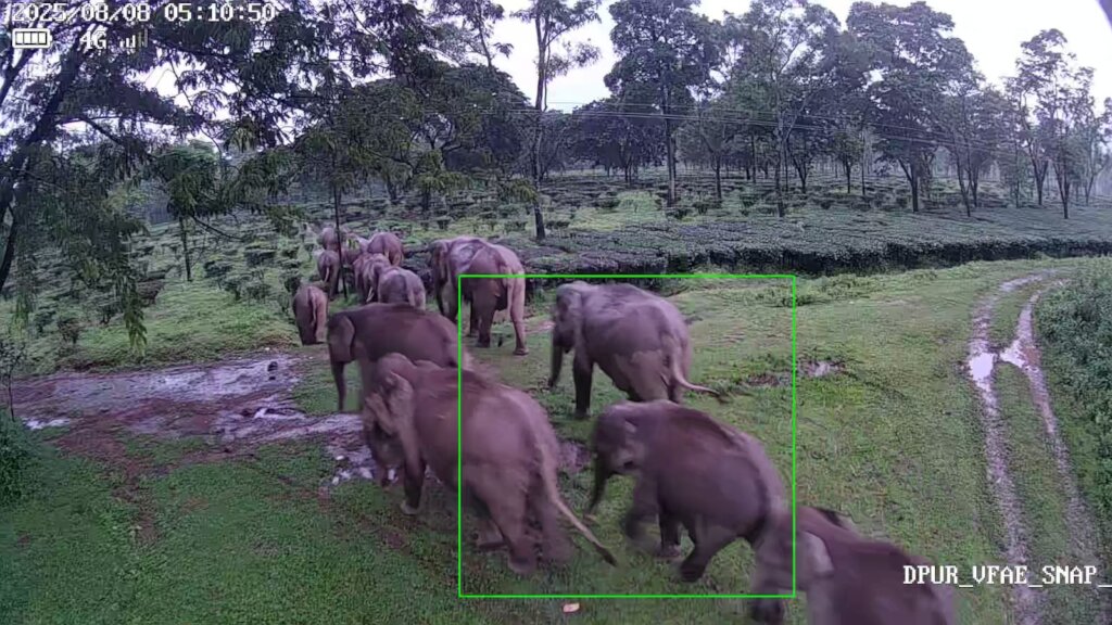 Camera Trap Captures Elephants Crossing Plantation