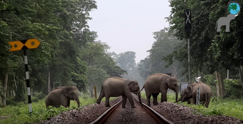 EleSense, Saving Elephants from Deadly Traintracks