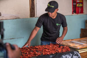 Pured Agro-Processors dried tomatoes