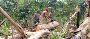 Cutting down trees for classroom buildings
