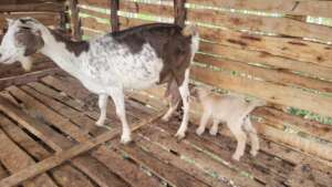 Some of our goats