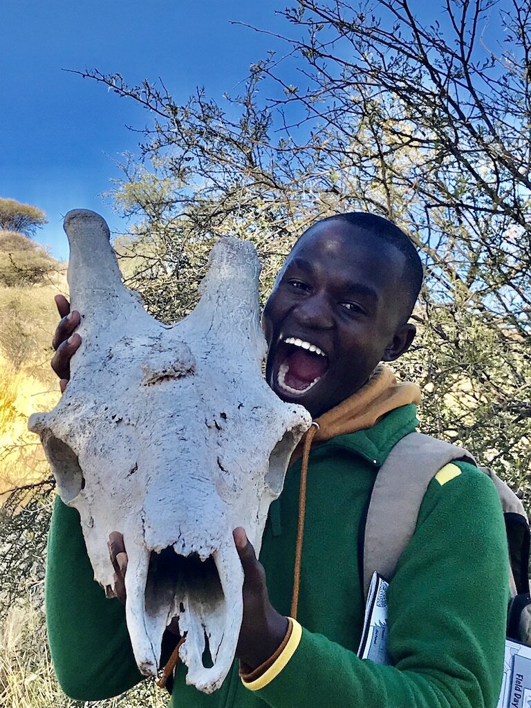 The skull of a Giraffe