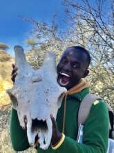 The skull of a Giraffe