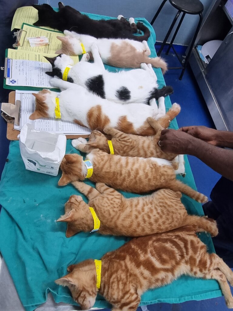 Kittens prepped for surgery at our Animal Hospital