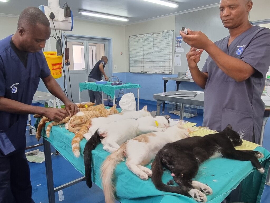 Kittens ready for sterilisation surgery