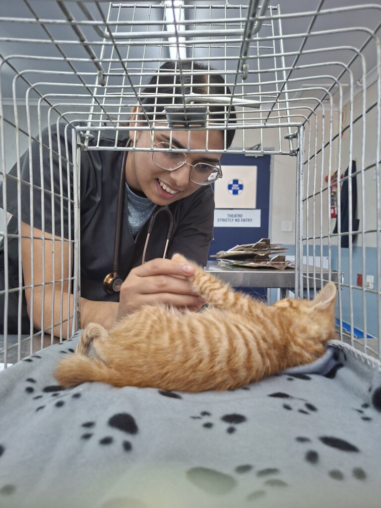 Getting lots of love in the Animal Hospital