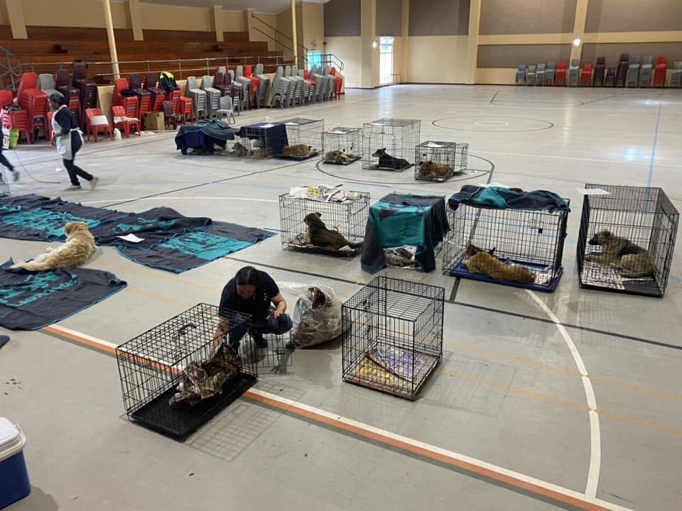 Sterilise animals in Cape Town & prevent suffering