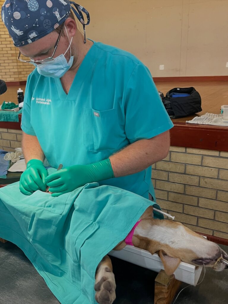 Sterilise animals in Cape Town & prevent suffering