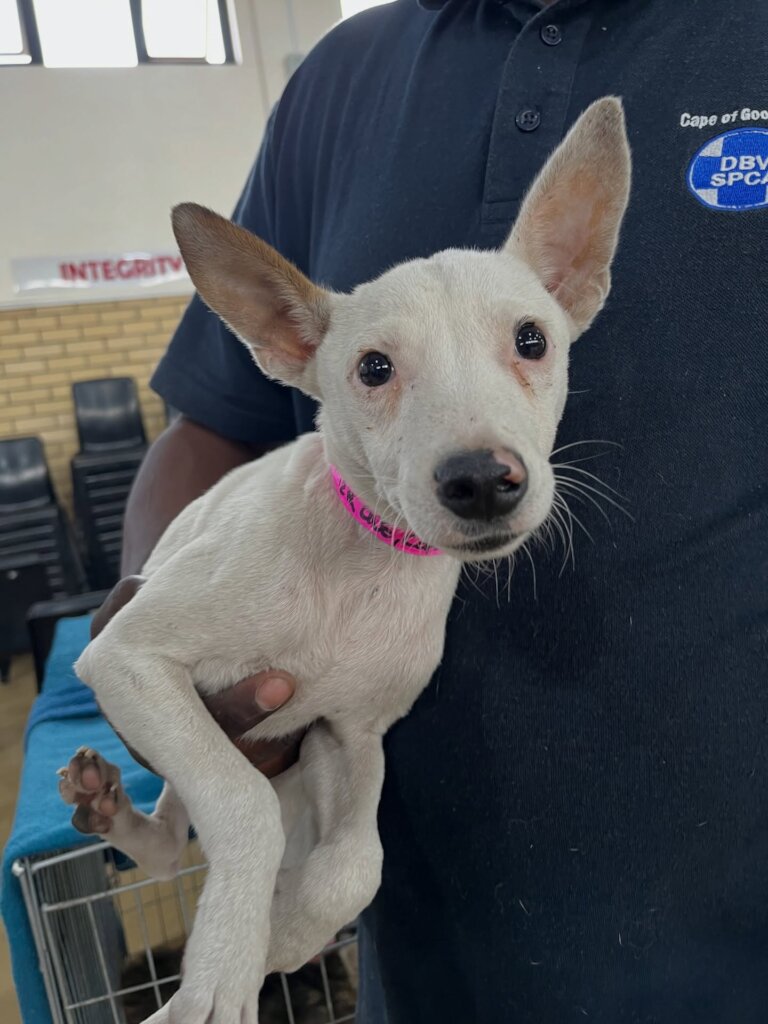 Sterilise animals in Cape Town & prevent suffering