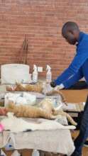 Sedated patients being prepped for surgery