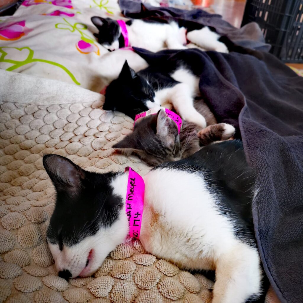Patients sleeping off sedation post surgery