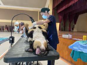Vet doing a sterilisation