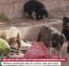 Stray animal crisis