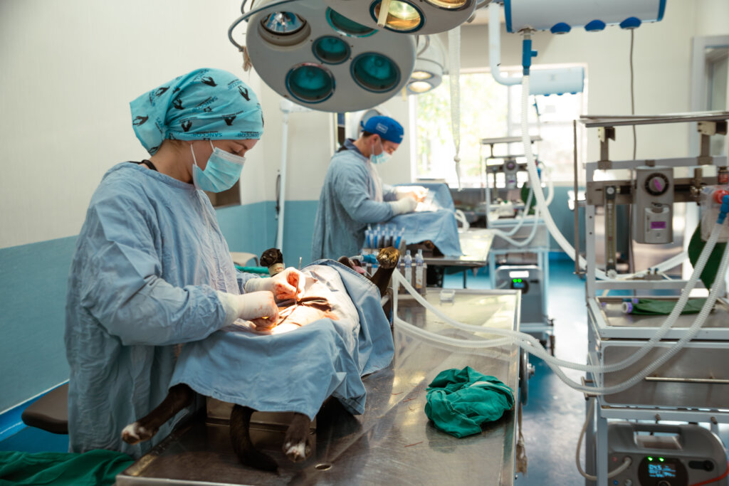Sterilise animals in Cape Town & prevent suffering