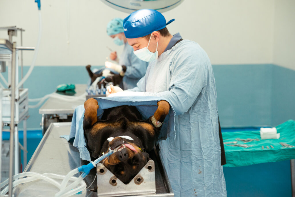 Sterilise animals in Cape Town & prevent suffering