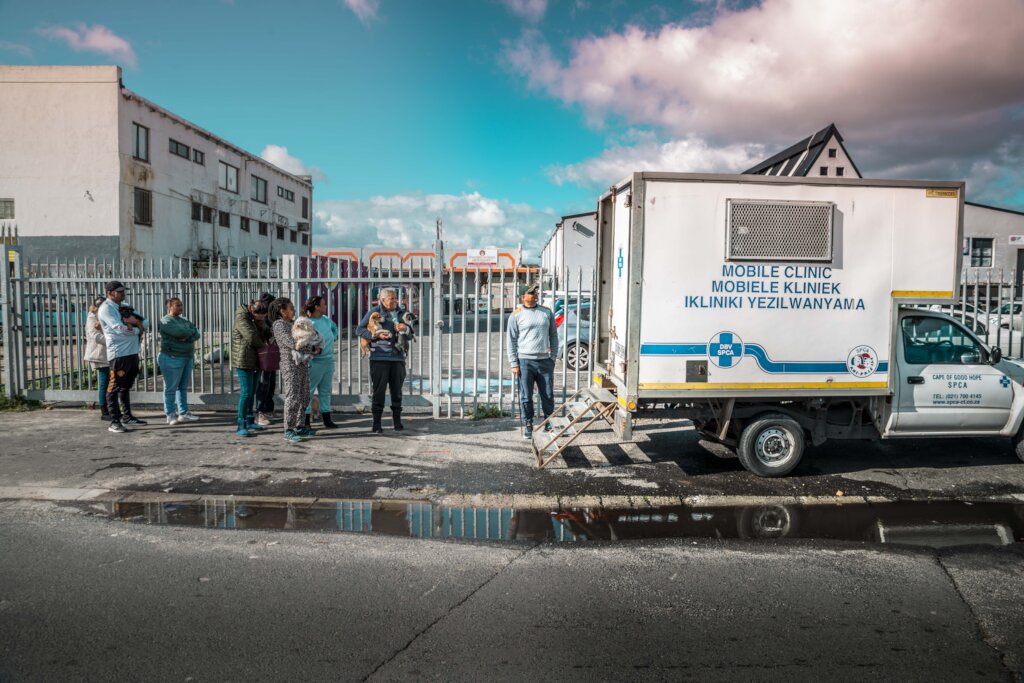 Sterilise animals in Cape Town & prevent suffering