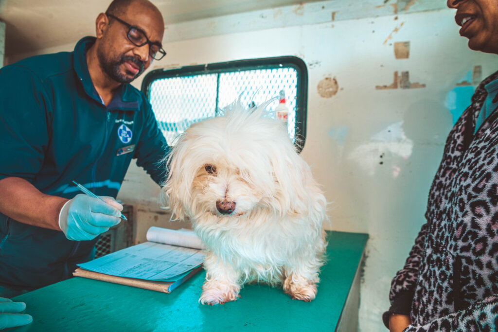 Cape Town Spca Dogs Near Me SPCA – Shop Playpens