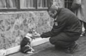 Sterilise animals in Cape Town & prevent suffering