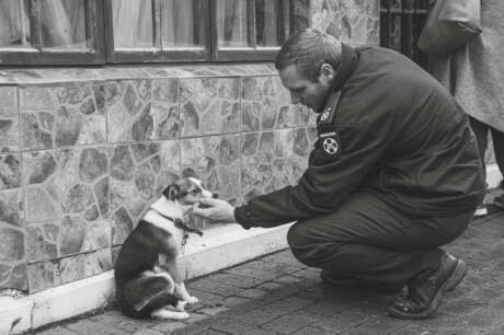 Sterilise animals in Cape Town & prevent suffering