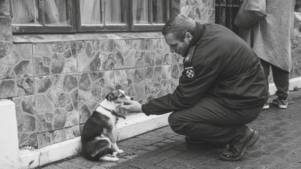 Sterilise animals in Cape Town & prevent suffering