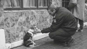 Sterilise animals in Cape Town & prevent suffering