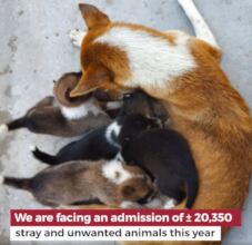 Pet overpopulation crisis