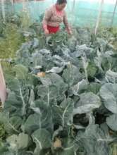 Cauliflower production for income