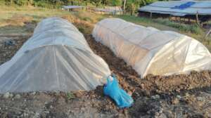 Developing early winter off season vegetable nurse