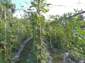 EQ affected people growing vegetable for income