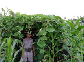 EQ victim happily growing vegetable for income