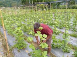 Growing vegetable by EQ affected people