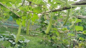 Harvesting bottle gourd