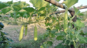 Harvesting bottle gourd by farmers