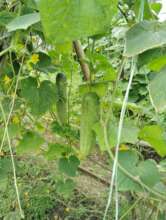 Harvesting cucumber by farmers