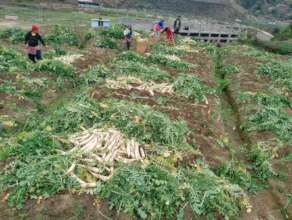 Harvesting of vegetable for market