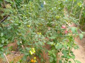 Nearly harvesting and sell to market for income