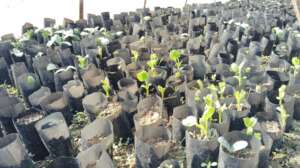 Nursery establishment