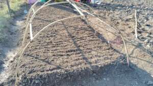 Nursery establishment by  local farmers