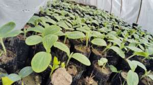 Nursery establishment for income