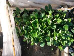Nursery establishment for income genration