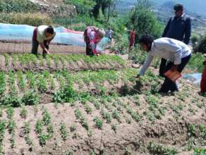Nursery raising seedling for income generation