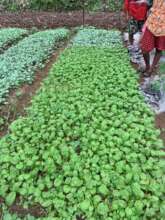 Nursery raising seedling for income generation