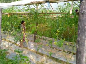 Off season vegetable for income