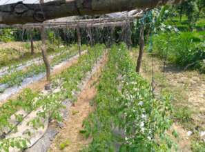 Offseason tomato production for income generation
