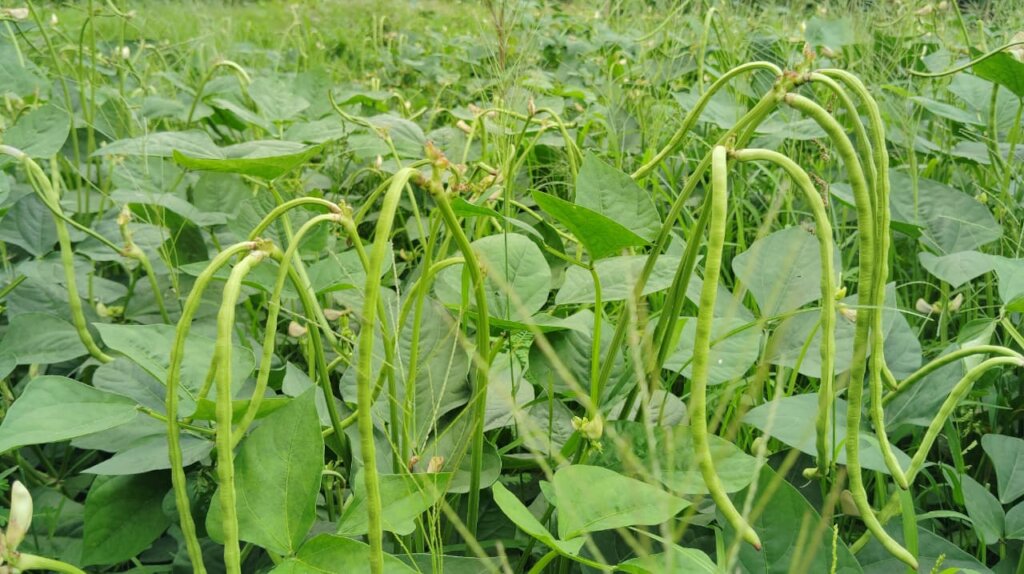 Planting green vegetables by affected farmers