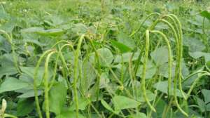 Planting green vegetables by affected farmers