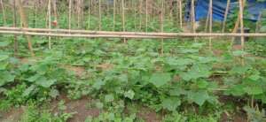 Planting vegetables by affected farmers